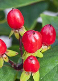 Hypericum Harvest Red